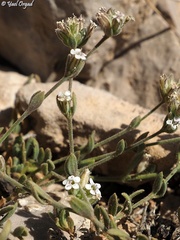 Bolanthus hirsutus