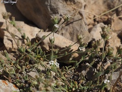 Bolanthus hirsutus
