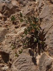 Bolanthus hirsutus
