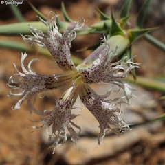 Dianthus libanotis
