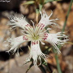 Dianthus libanotis