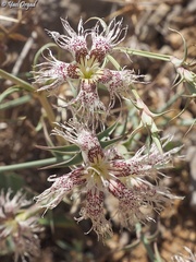 Dianthus libanotis