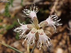 Dianthus libanotis