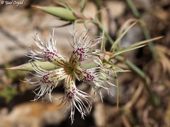 Dianthus libanotis