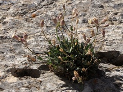 Silene odontopetala