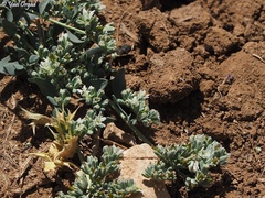 Telephium imperati