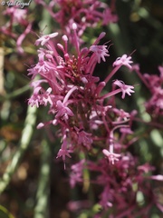 Centranthus longiflorus