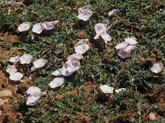 Convolvulus libanoticus
