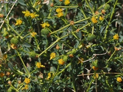 Euphorbia erinacea