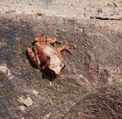 Hydrophylax bahuvistara