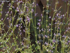 Nepeta glomerata