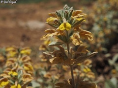 Phlomis brevilabris
