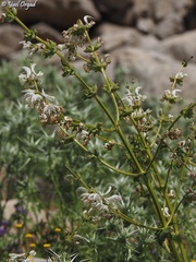 Salvia microstegia