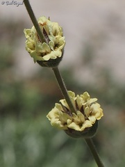 Sideritis libanotica