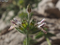 Stachys ehrenbergii