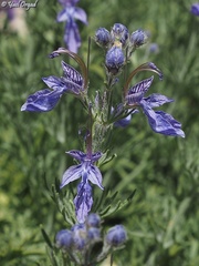 Teucrium orientale