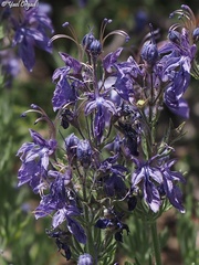Teucrium orientale