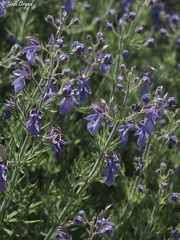 Teucrium orientale