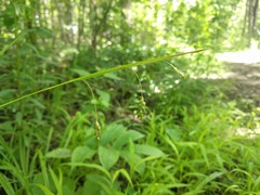Carex formosa