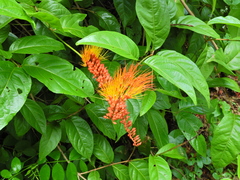 Combretum fruticosum