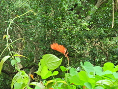 Combretum fruticosum