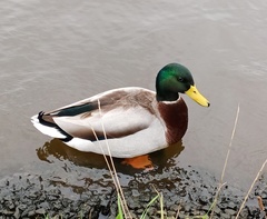 Anas platyrhynchos