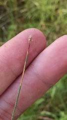 Eleocharis tenuis verrucosa