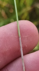 Eleocharis tenuis verrucosa