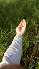 Eleocharis tenuis verrucosa