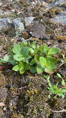 Hylotelephium maximum