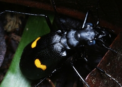 Oxycheila