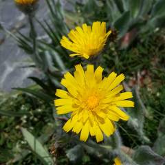 Hieracium erioleucum