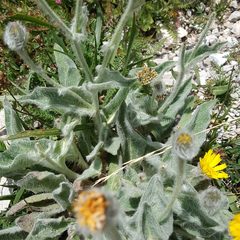 Hieracium erioleucum