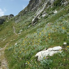 Hieracium erioleucum