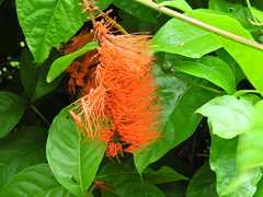 Combretum fruticosum