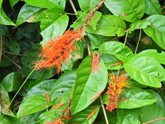 Combretum fruticosum