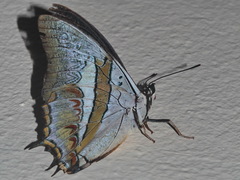 Polyura schreiber
