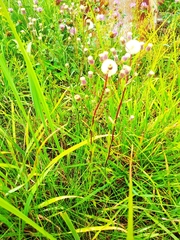 Erigeron acris droebachiensis
