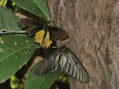 Troides aeacus