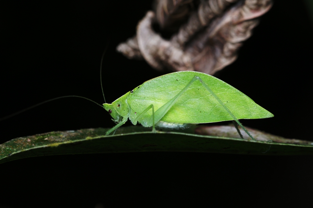 Pelecynotina