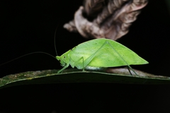 Pelecynotum