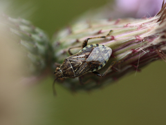 Stictopleurus punctatonervosus