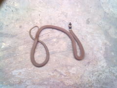 Sibynophis subpunctatus