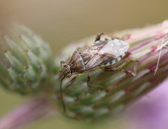 Stictopleurus punctatonervosus