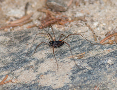 Platybunus