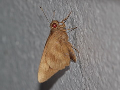 Erionota thrax