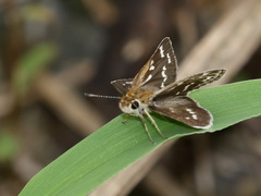 Taractrocera maevius