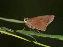 Caltoris brunnea