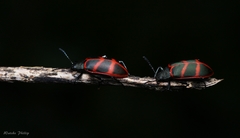 Poecilesthus geometricus
