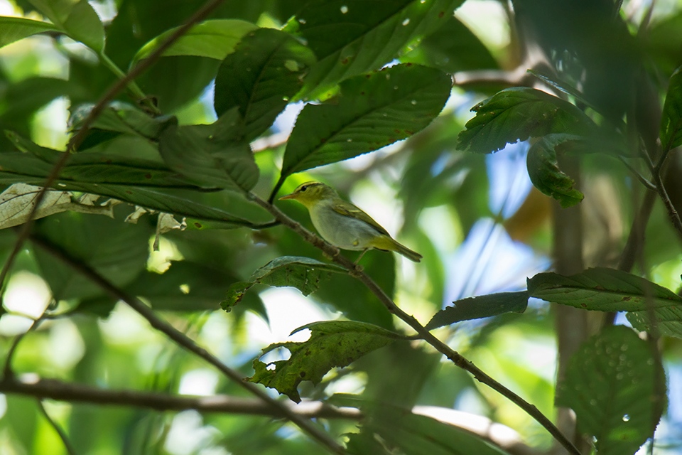 Yellow-vented Warbler
